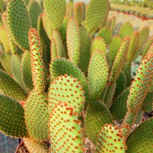 1 cutting - Opuntia microdasys rufida (Bunny ear cactus) *red