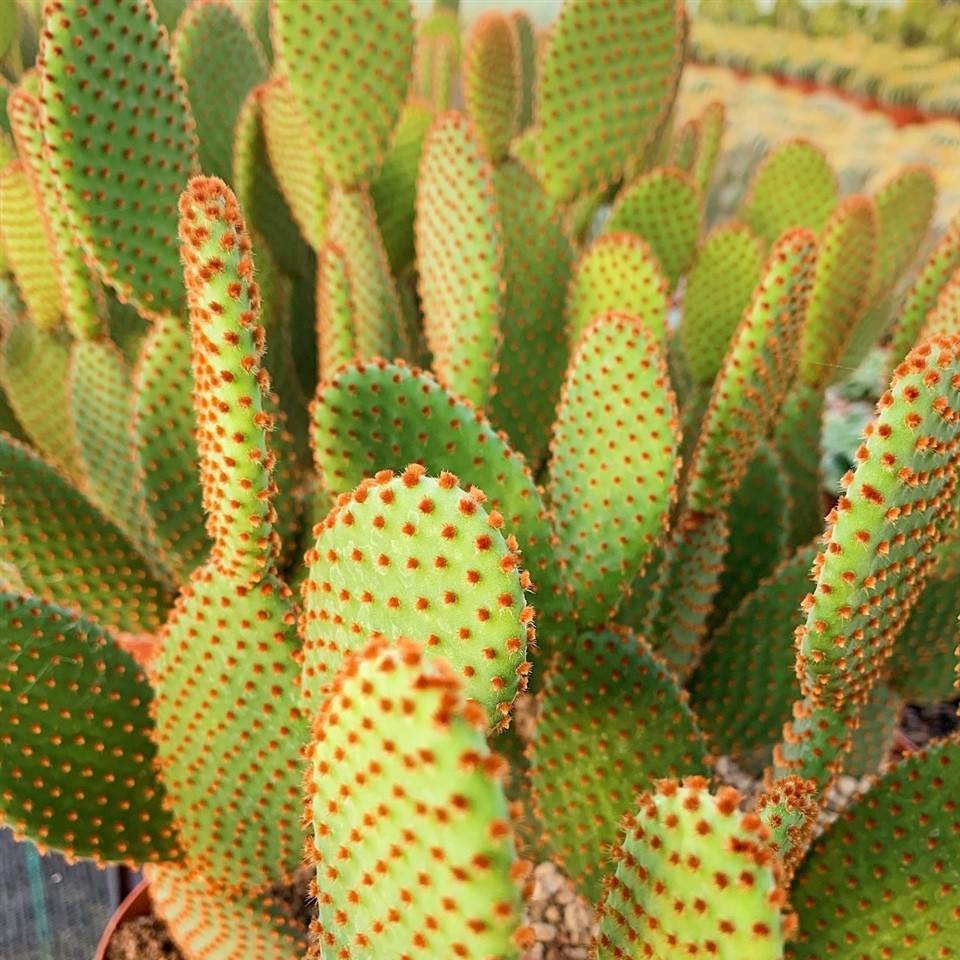 1 cutting - Opuntia microdasys rufida (Bunny ear cactus) *red