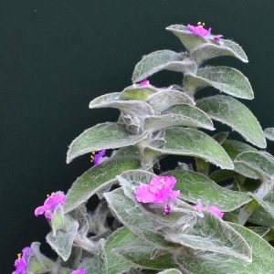 3 cuttings - Tradescantia sillamontana - Wandering jew *pink white