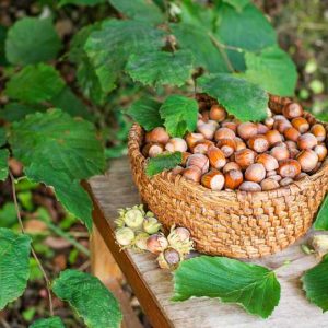 1 plant /tree (approx 1m) - Corylus avellana (hazelnut commune)