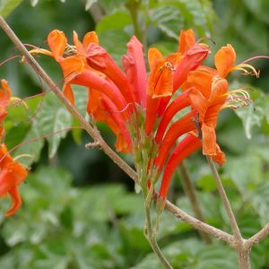 2 cuttings - Tecomaria capensis (Cape honeysuckle) *orange