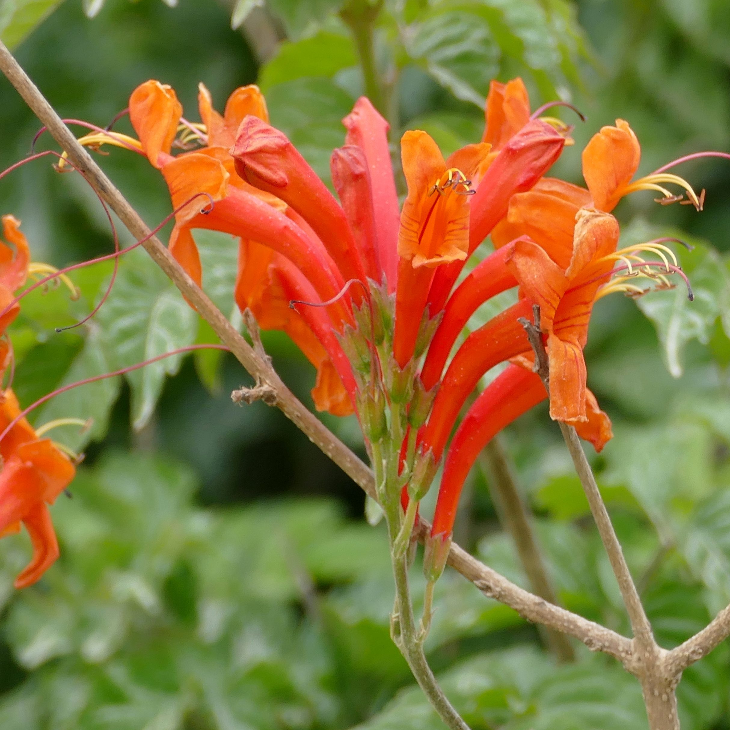 2 cuttings - Tecomaria capensis (Cape honeysuckle) *orange