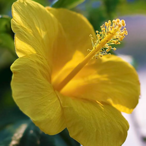 2 cuttings - Hibiscus *single yellow