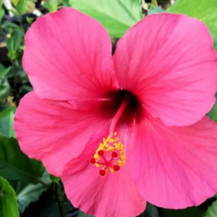 2 cuttings - Hibiscus * single deep pink