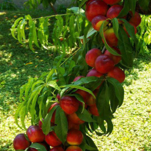 1 plant/tree (approx 1m) - Prunus persica (peach noce/nectarin)