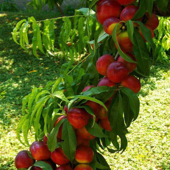 1 plant/tree (approx 1m) - Prunus persica (peach noce/nectarin)