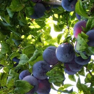 1 plant /tree (approx 1m) - Prunus  (angeleno plum)