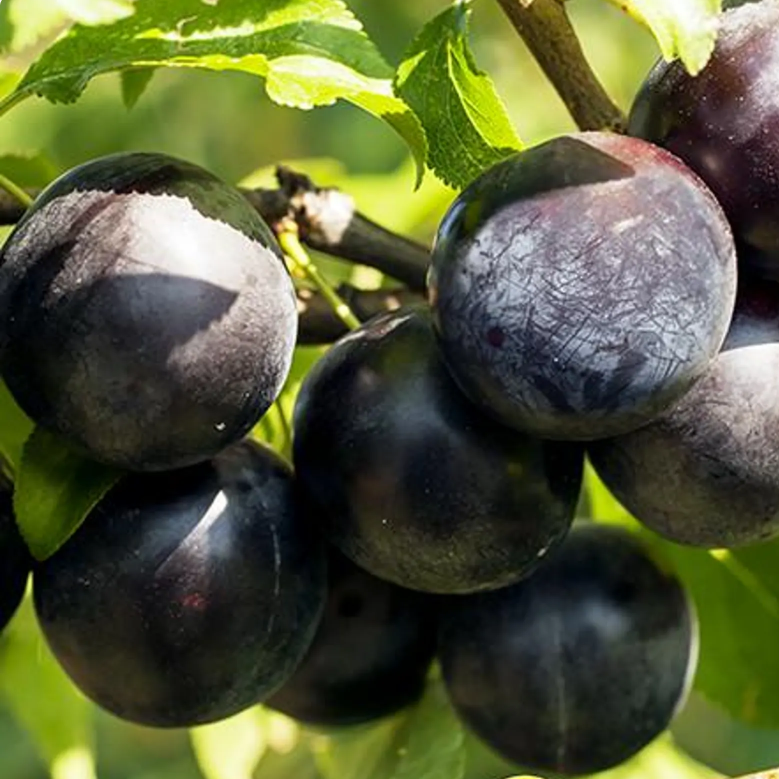 1 plant /tree (approx 1m) - Prunus (black amber plum)