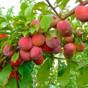 1 plant /tree (approx 1m) - Prunus  (santa rosa plum)