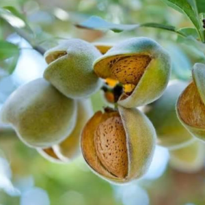 1 plant /tree (approx 1m) -  Prunus dulcis var. (genco)