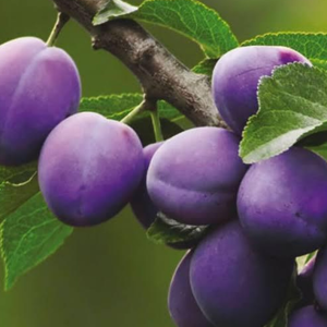 1 plant /tree (approx 1m) - Prunus  (president plum)