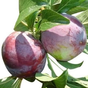 1 plant /tree (approx 1m) - Prunus (friar plum)