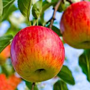 1 plant /tree (approx 1m) - Spondias dulcis (fuji apple)