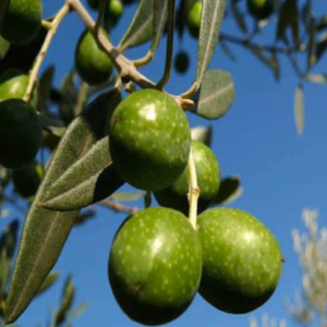 1 plant /tree (approx 1m) - olea europea (tonda iblea) *olive