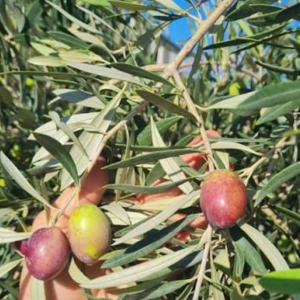 1 plant /tree (approx 1m) - olea europea (grossa di spagna) *olive