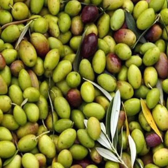 1 plant /tree (approx 1m) - olea europea (giaraffa) *olive