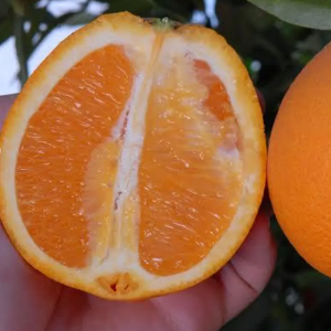 1 plant /tree (approx 1m) - citrus sinensis (navel powell) *orange