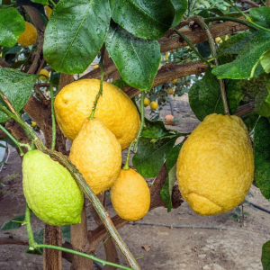 1 plant /tree (approx 1m) -Citrus limon (Limetta Calabrese (Limone dolce o Piretta)) *lemon