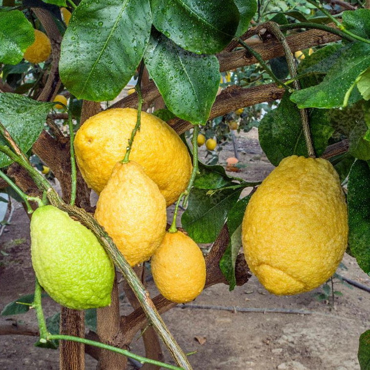 1 plant /tree (approx 1m) -Citrus limon (Limetta Calabrese (Limone dolce o Piretta)) *lemon