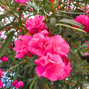 3 cuttings - Nerium oleander * pink dobble