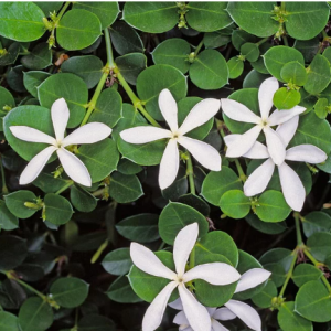 3 cuttings - Carissa Macrocarpa (Natal plum) *white