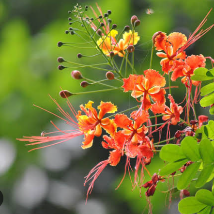 3 cuttings - Caesalpinia pulcherrima (Red Bird of Paradise) *red