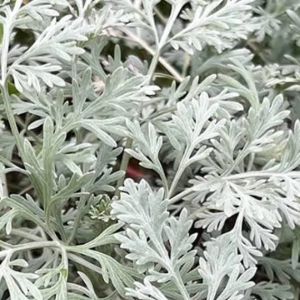 3 cuttings - Artemisia absinthium (Common wormwood) *medicinal