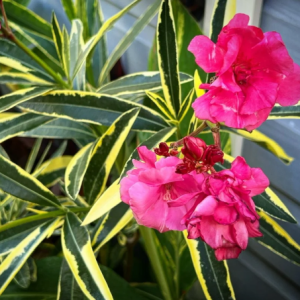3 cuttings - Nerium oleander * pink variegated