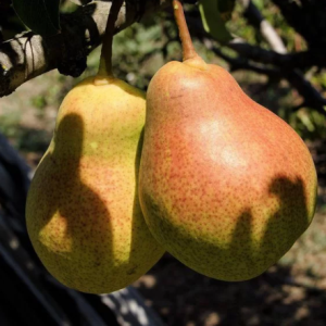 1 plant /tree (approx 1m) - Pero decano  (Pyrus communis) *pear