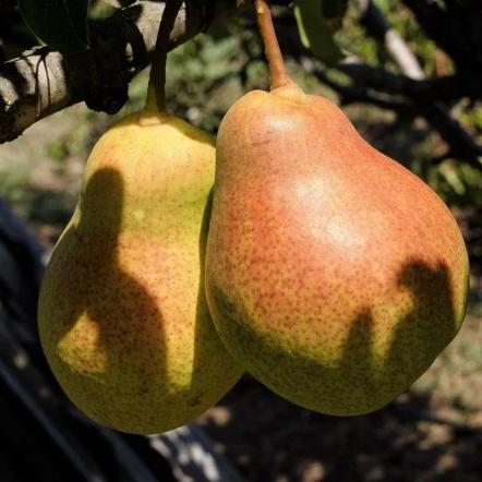 1 plant /tree (approx 1m) - Pero decano (Pyrus communis) *pear