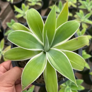 1 medium plant - agave attenuata (ray of light) *variegata