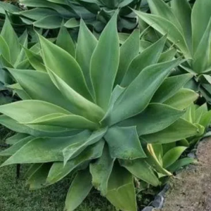 1 medium plant - agave attenuata
