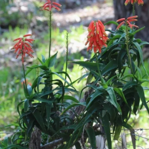 1 cutting- aloe ciliaris *orange