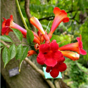 3 cuttings - Campsis radicans (Red trumpet vine)  *red