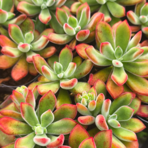 2 cuttings - Echeveria pulvinata (Plush Plant) *red
