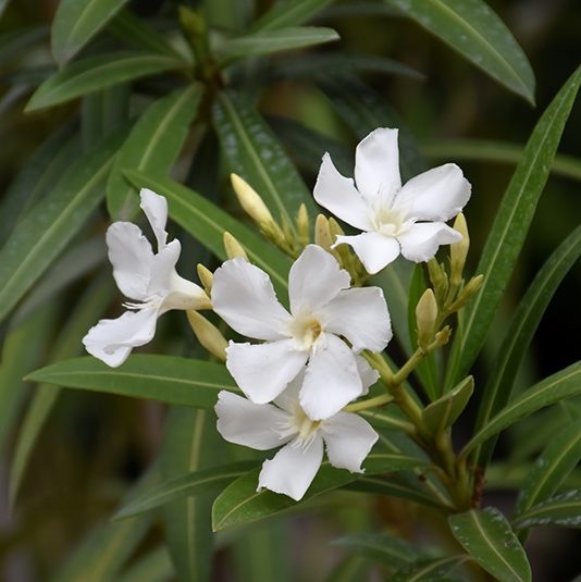 3 cuttings - Nerium oleander * white single