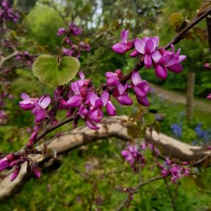 3 cuttings - Cercis siliquastrum (Judas tree) *pink