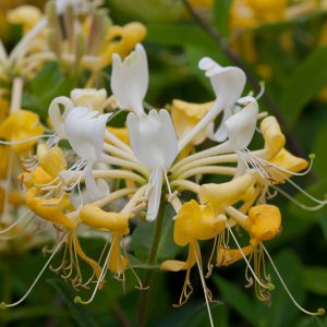 3 cuttings - Honeysuckle (lonicera) * yellow