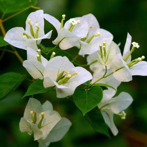 Bougainvillea 3 cuttings * white