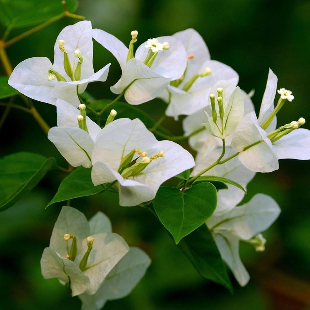 Bougainvillea 3 cuttings * white