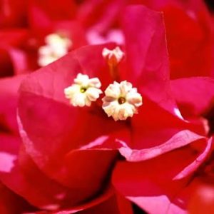 Bougainvillea 3 cuttings * red