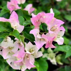 Bougainvillea 3 cuttings * thai