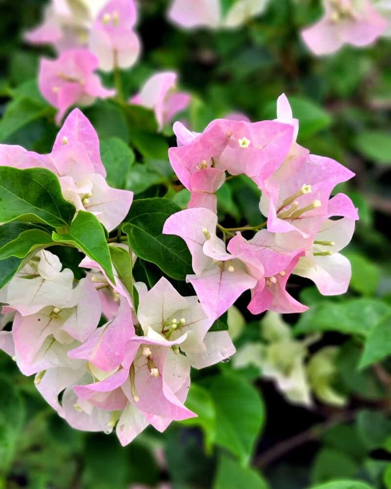 Bougainvillea 3 cuttings * thai