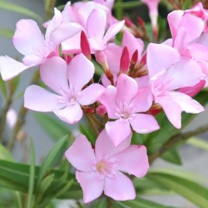 nerium oleander - 3 cuttings * pink single