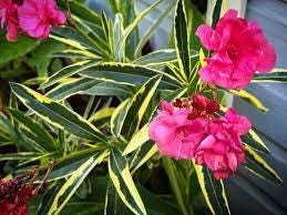 nerium oleander - 3 cuttings * pink variegated