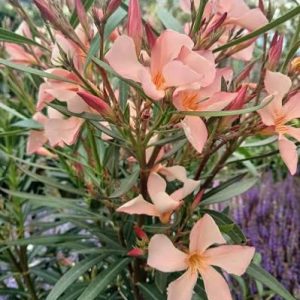 nerium oleander - 3 cuttings * peach