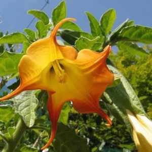 brugmansia (angels trumpet) 3 cuttings * single yellow