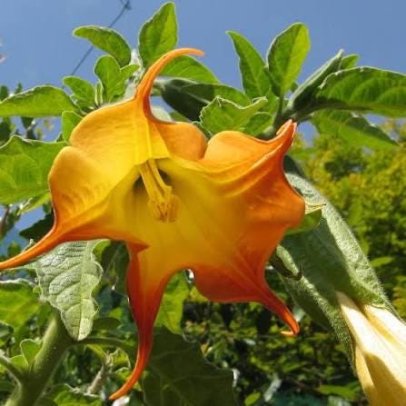 brugmansia (angels trumpet) 3 cuttings * single yellow