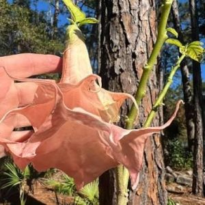 brugmansia (angels trumpet) 3 cuttings * double peach
