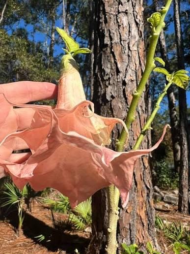 brugmansia (angels trumpet) 3 cuttings * double peach